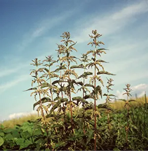 Clump: Stinging NETTLE - clump in field, in flower