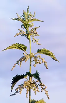 Nettles: Stinging Nettle - in flower
