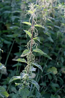 Dioica: Stinging Nettle - in flower
