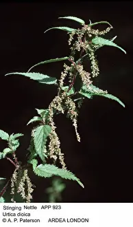 Dioica: Stinging Nettle - in flower