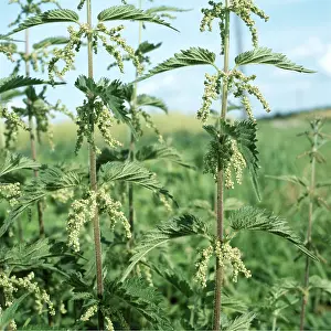 Stinging: STINGING NETTLE - flowering in a field