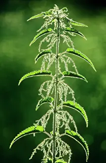 Dioica: Stinging NETTLE - flowering plant