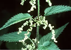 Stinging: Stinging NETTLE - flowers