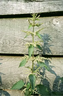 Stinging: STINGING NETTLE - in garden, against fence