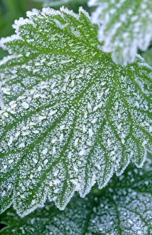 Urtica: Stinging Nettle - Leaves with covering of frost