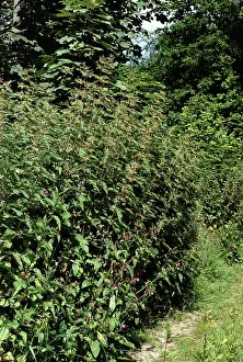 Dioica: Stinging NETTLE - mass at edge of path