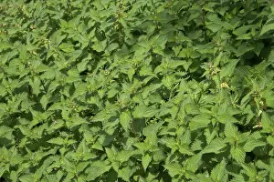 Urtica: Stinging Nettle Patch