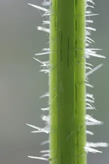 Urtica: Stinging Nettle - Stem showing stingers 2.5 x magnification