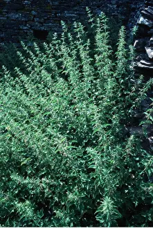 Elizabeth Bomford: STINGING NETTLES - mass