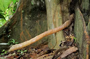 Hive: Stingless Bee Hive