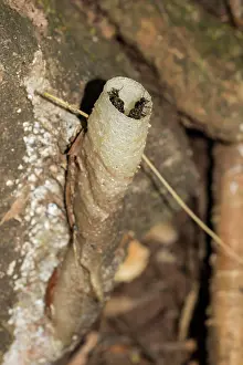 Mekong: Stingless bee (Tetragonilla collina), near Thung