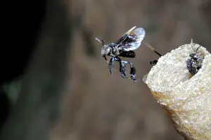 Hive: Stingless Bees