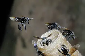 Hive: Stingless Bees