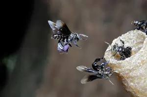 Hive: Stingless Bees