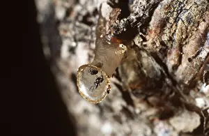 Tube: STINGLESS BEES - Nest entrance tube (wax)