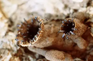 Stingless: STINGLESS BEES - at nest nest entrance