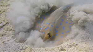 Bluespotted: Stingray actively digs sandy bottom in search of