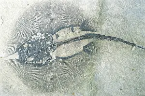 Sting: Stingray fossil