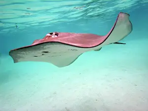 Sting: STINGRAY - These large soft rays live on sand in