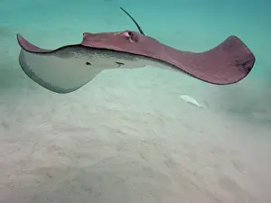 Sting: STINGRAY - These large soft rays live on sand in