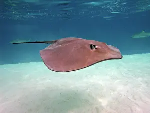 Sting: STINGRAY - These large soft rays live on sand in