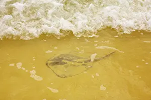 Sting: Stingray - on sandy beach