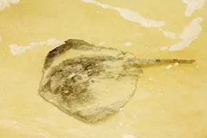 Sting: Stingray - on sandy beach