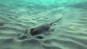 Bluespotted: Stingray searches for food at the bottom on sunn