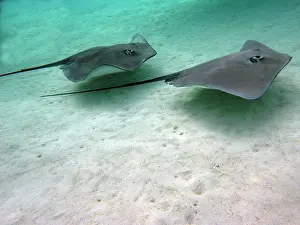 Sting: STINGRAYS - These large soft rays live on sand