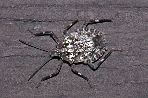 Stink: Stink Bug