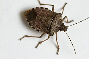 Stink: Stink Bug