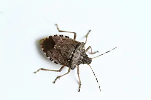 Stink: Stink Bug