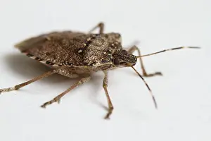 Stink: Stink Bug