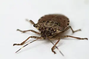 Stink: Stink Bug