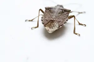 Stink: Stink Bug