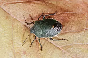 Bugs: STINK BUG