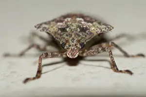 Stink: Stink Bug