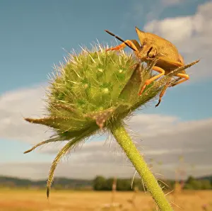 Stink: Stink Bug (Carpocoris fuscispinus), Hesse, Germany
