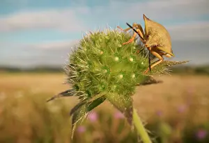 Shield: Stink Bug (Carpocoris fuscispinus), Hesse, Germany