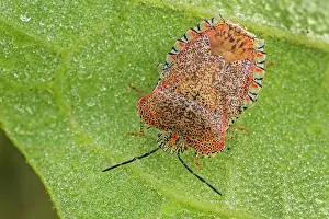 Stink: Stink Bug, Cueva de los Guacharos National Park