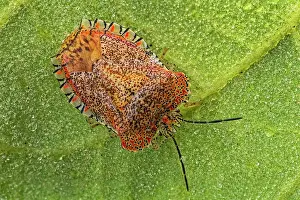 Stink: Stink Bug, Cueva de los Guacharos National Park