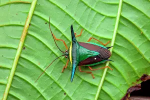 Stink: Stink bug (Edessa trabeata) on a leaf, Belizon