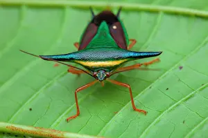 Stink: Stink bug (Edessa trabeata) on a leaf, Belizon