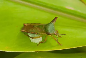 Places: Stink Bug (Hemiptera) guarding eggs, Malaysia