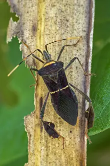 Stink: Stink Bug (Hemiptera) Tatama National Park, Risaralda