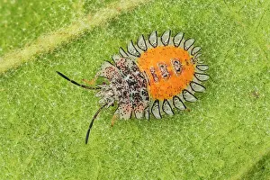 Stink: Stink Bug, larva, Cueva de los Guacharos National