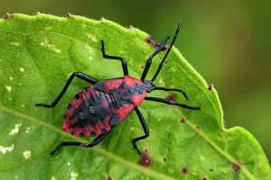 Stink: Stink Bug, larva, Cueva de los Guacharos National