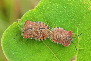 Stink: Stink Bug, mating, Cueva de los Guacharos National