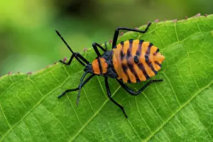 Stink: stink bug, nymph, orange, Las Tangaras Bird Reserve