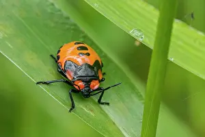 Stink: stink bug, nymph, orange, Las Tangaras Bird Reserve